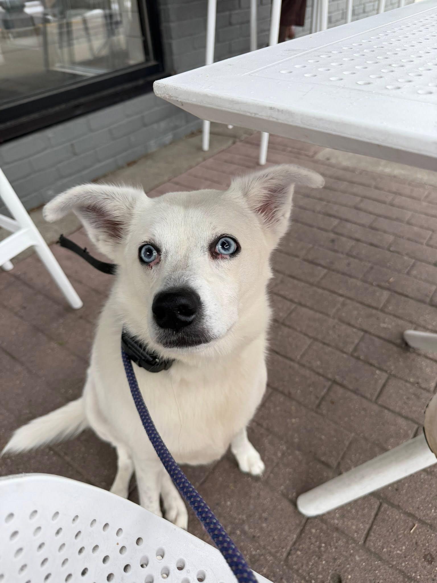 Maya, a Adoptable mixed breed in Bloomfield Hills, MI image 2/3