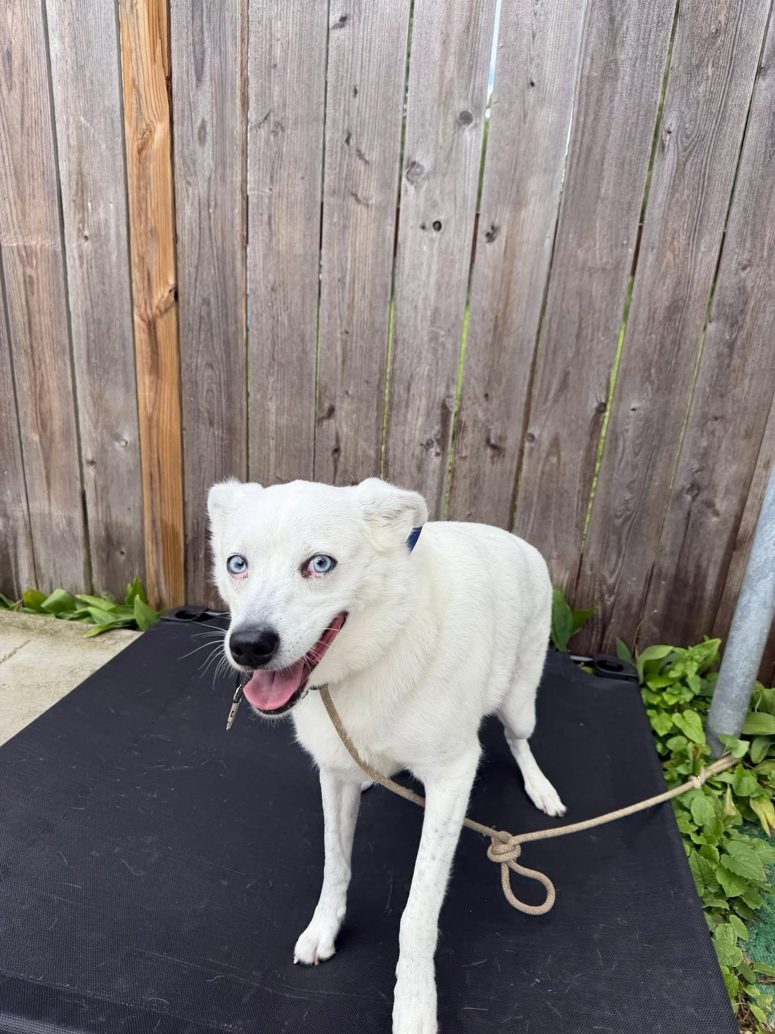 Maya, a Adoptable mixed breed in Bloomfield Hills, MI image 3/3