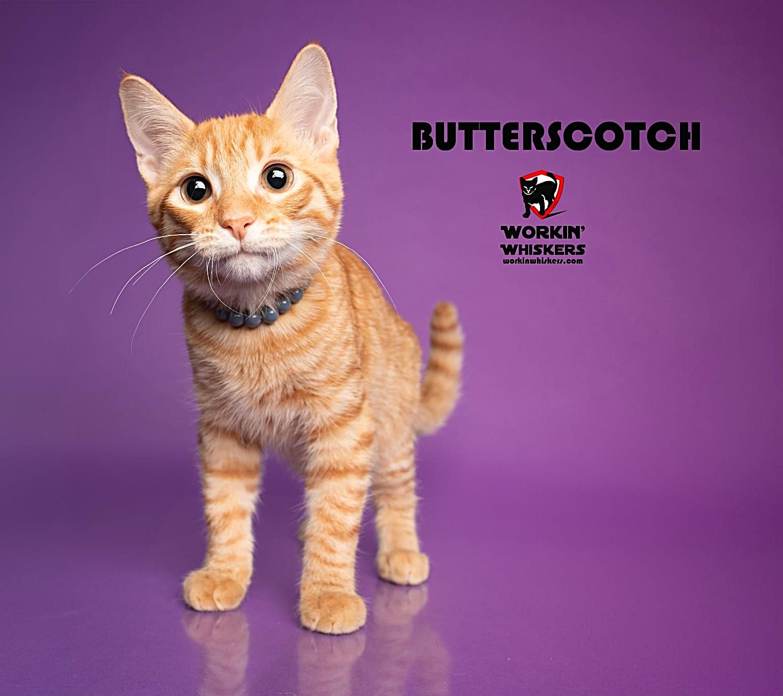 Enlarge BUTTERSCOTCH, a Adoptable mixed breed in Murrieta, CA image 1/5