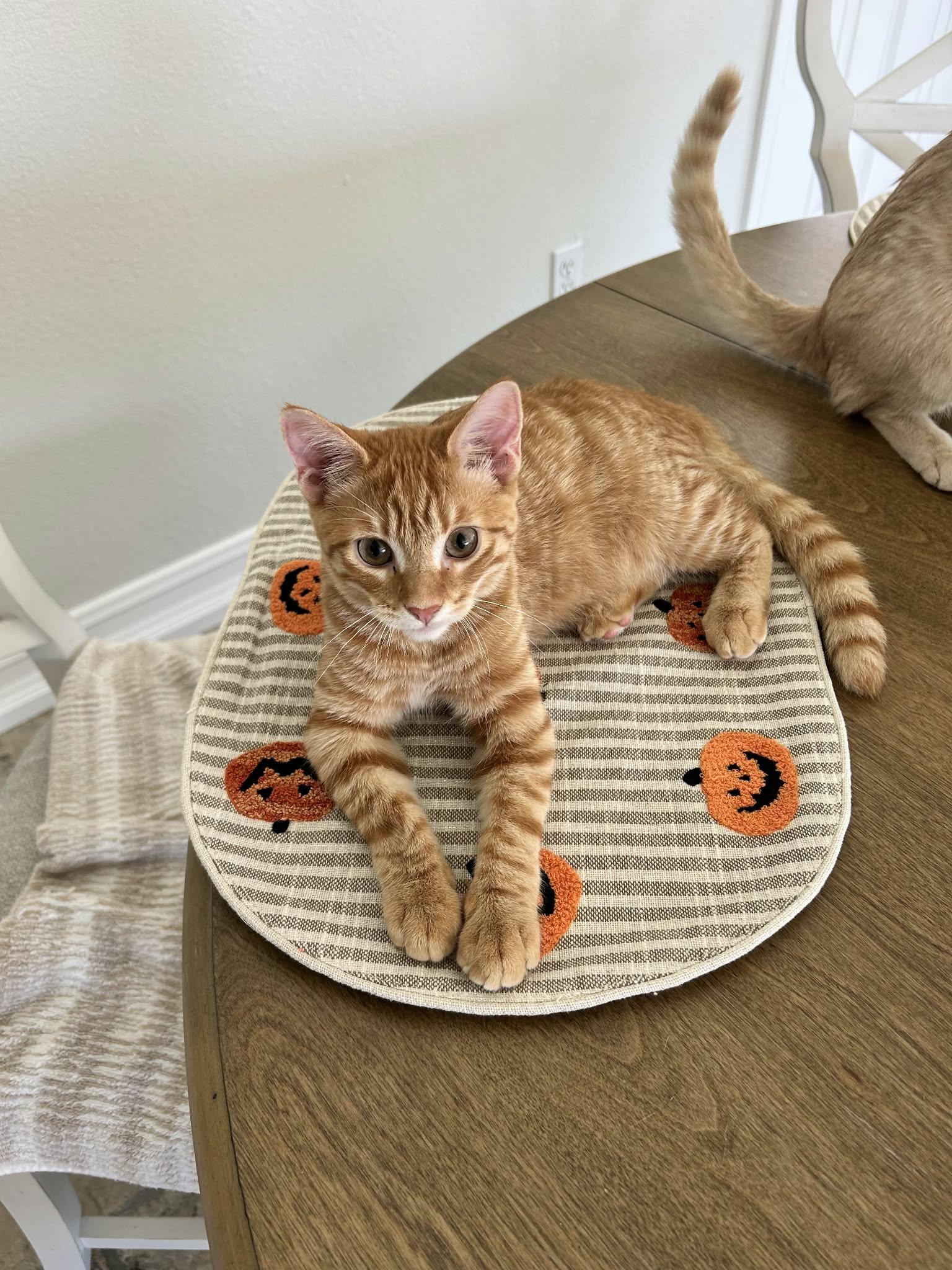 Enlarge BUTTERSCOTCH, a Adoptable mixed breed in Murrieta, CA image 2/5