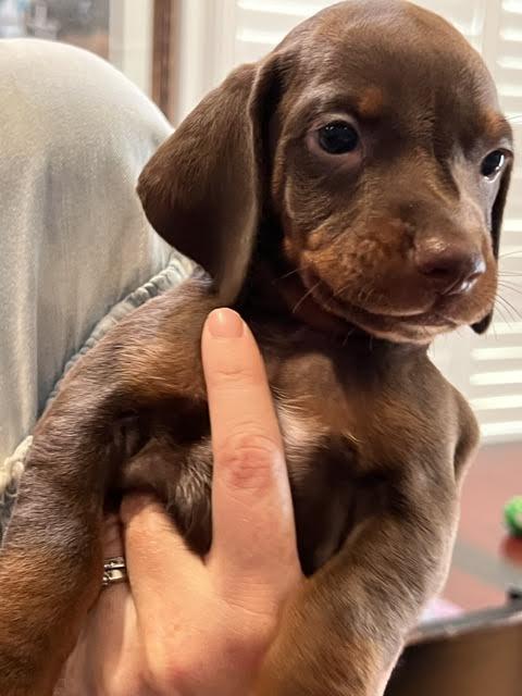 Enlarge Biscayne, a Adoptable mixed breed in Cumming, GA image 2/6