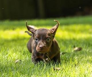 Enlarge Biscayne, a Adoptable mixed breed in Cumming, GA image 5/6