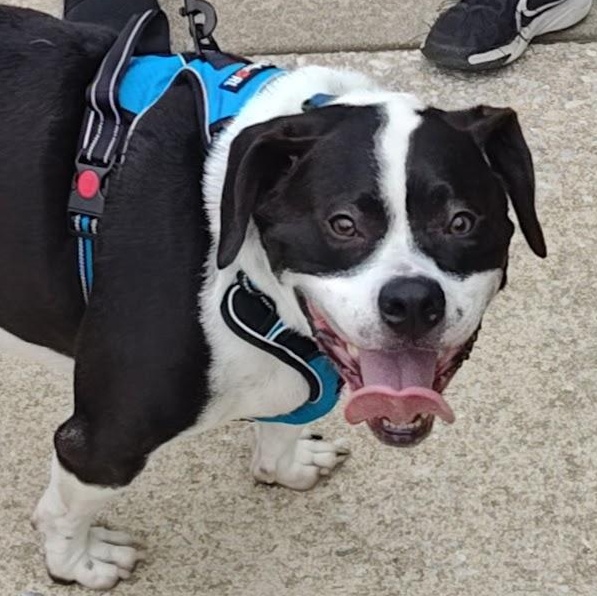 Enlarge Bridge, a Adoptable mixed breed in Alexandria, VA image 4/6