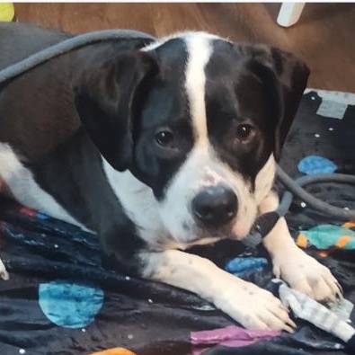 Enlarge Bridge, a Adoptable mixed breed in Alexandria, VA image 6/6