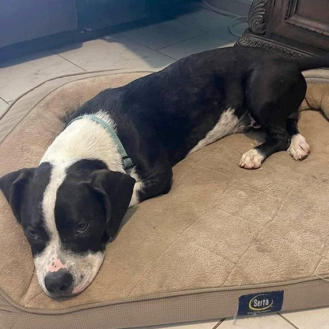 Enlarge Bridge, a Adoptable mixed breed in Alexandria, VA image 5/6