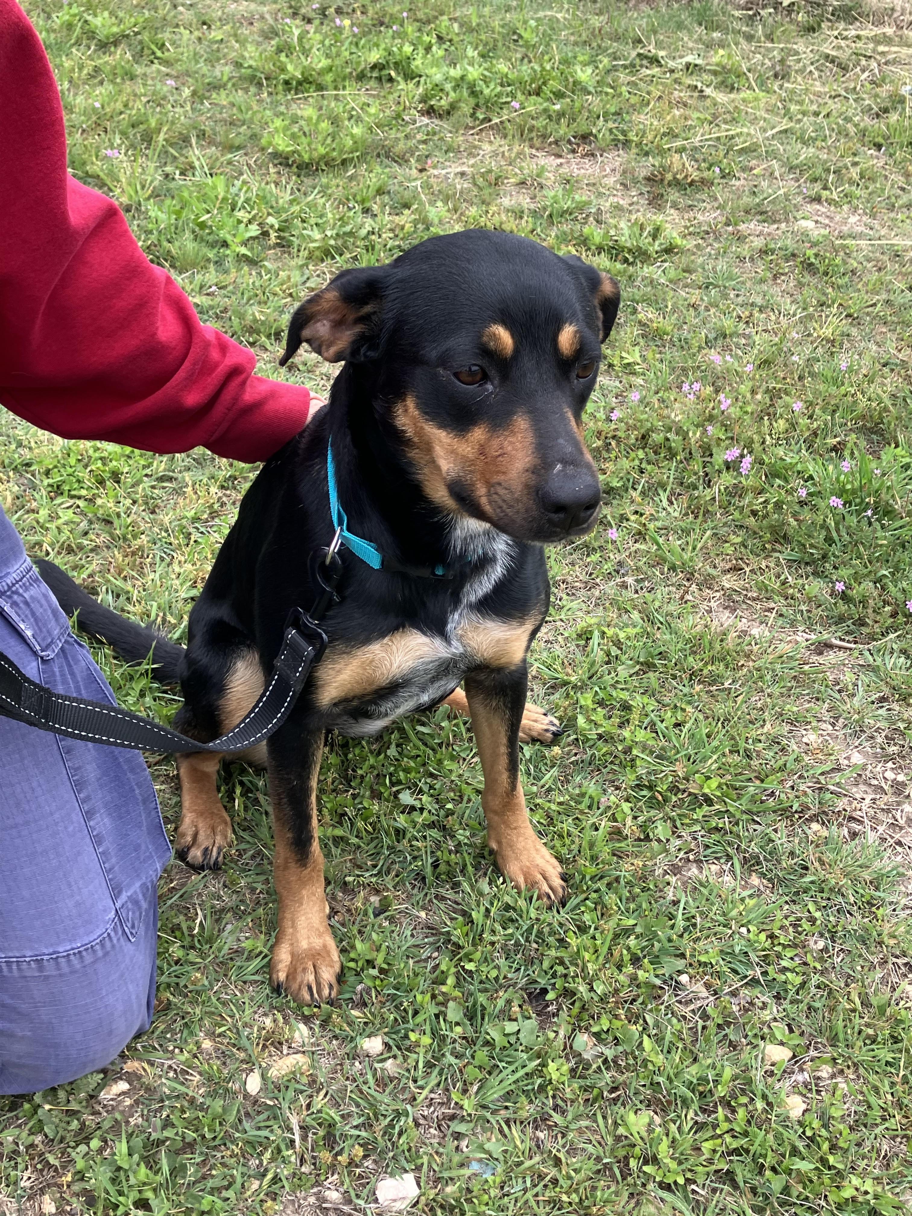 Enlarge TAMARA-Awesome Animal, a Adopted mixed breed in Hamilton, TX image 4/6