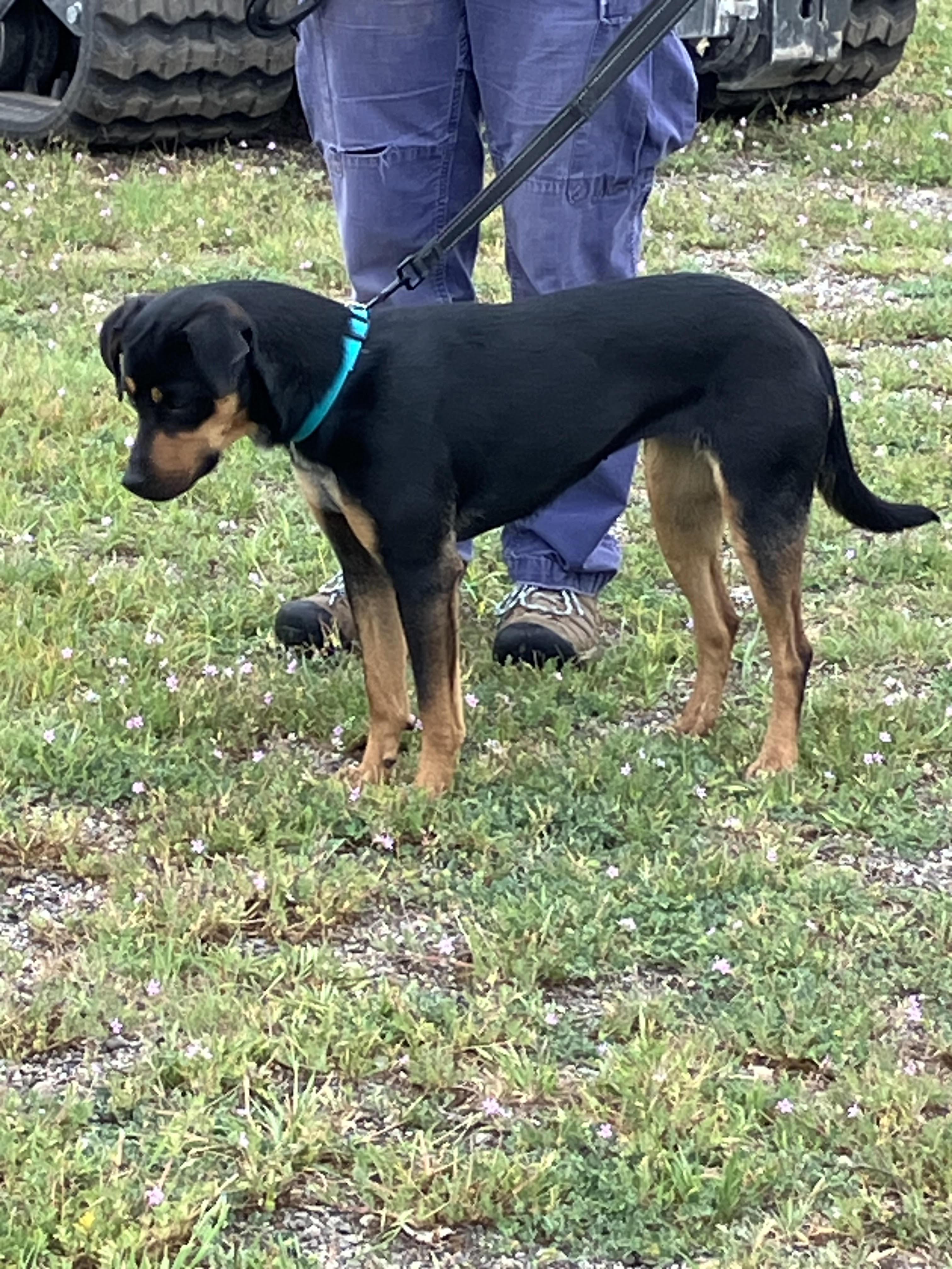 Enlarge TAMARA-Awesome Animal, a Adopted mixed breed in Hamilton, TX image 5/6