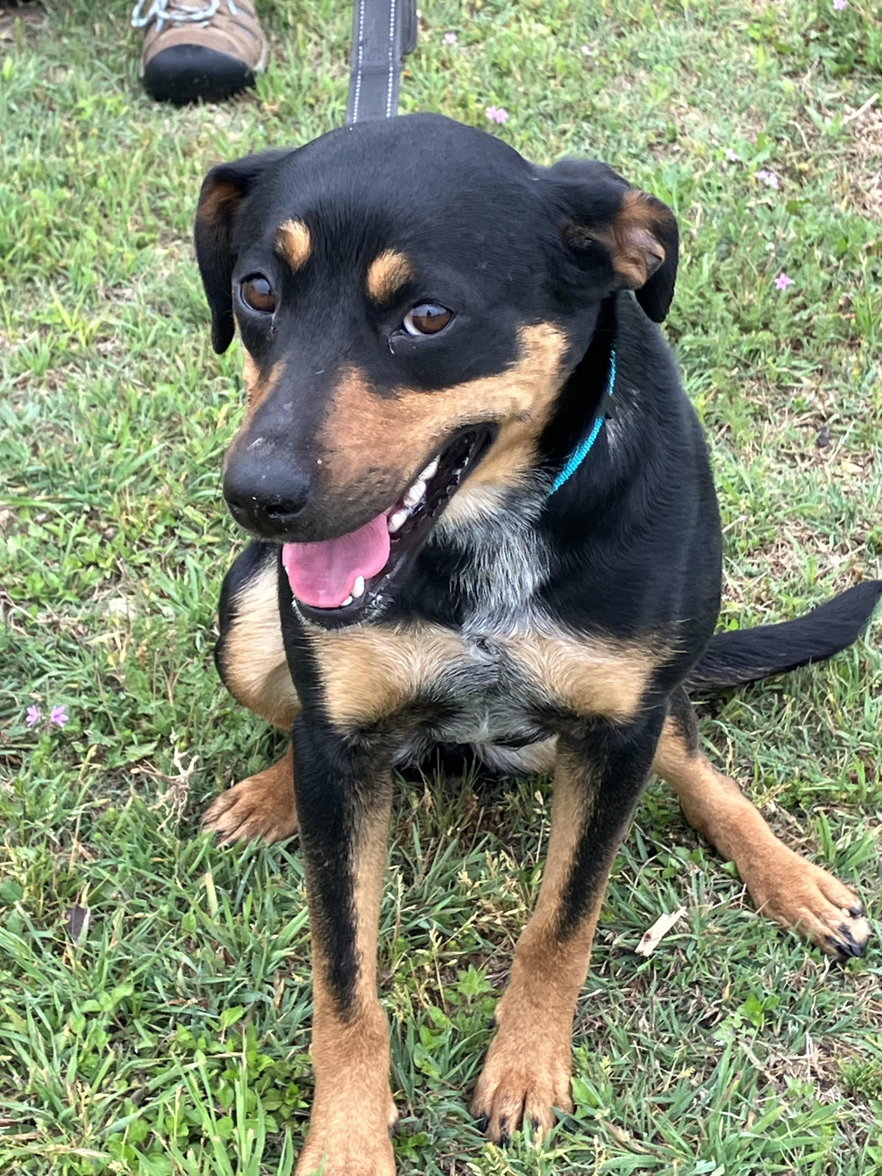 TAMARA-Awesome Animal, Adopted, Young Female Rottweiler & Mixed Breed.