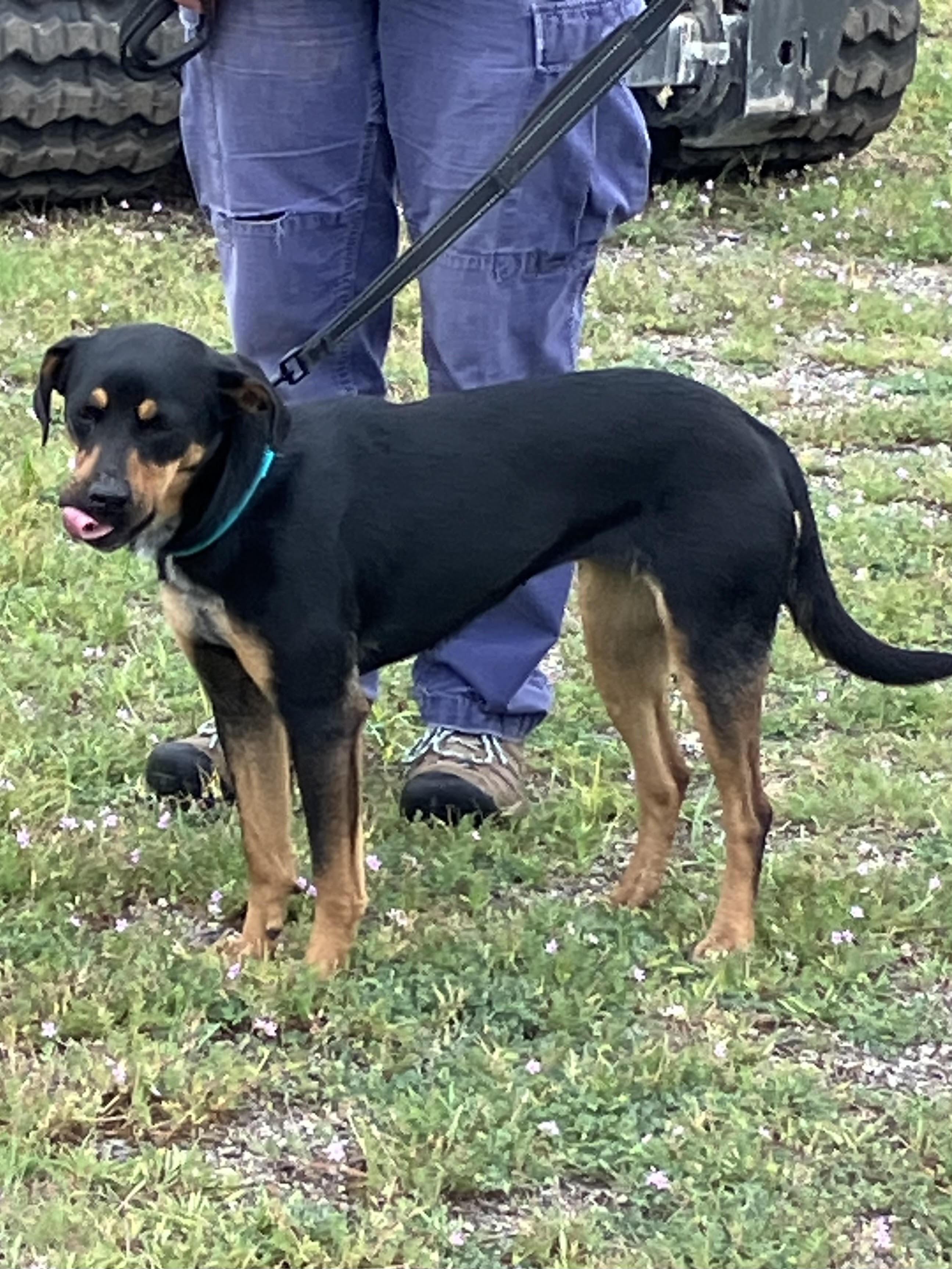 Enlarge TAMARA-Awesome Animal, a Adopted mixed breed in Hamilton, TX image 3/6