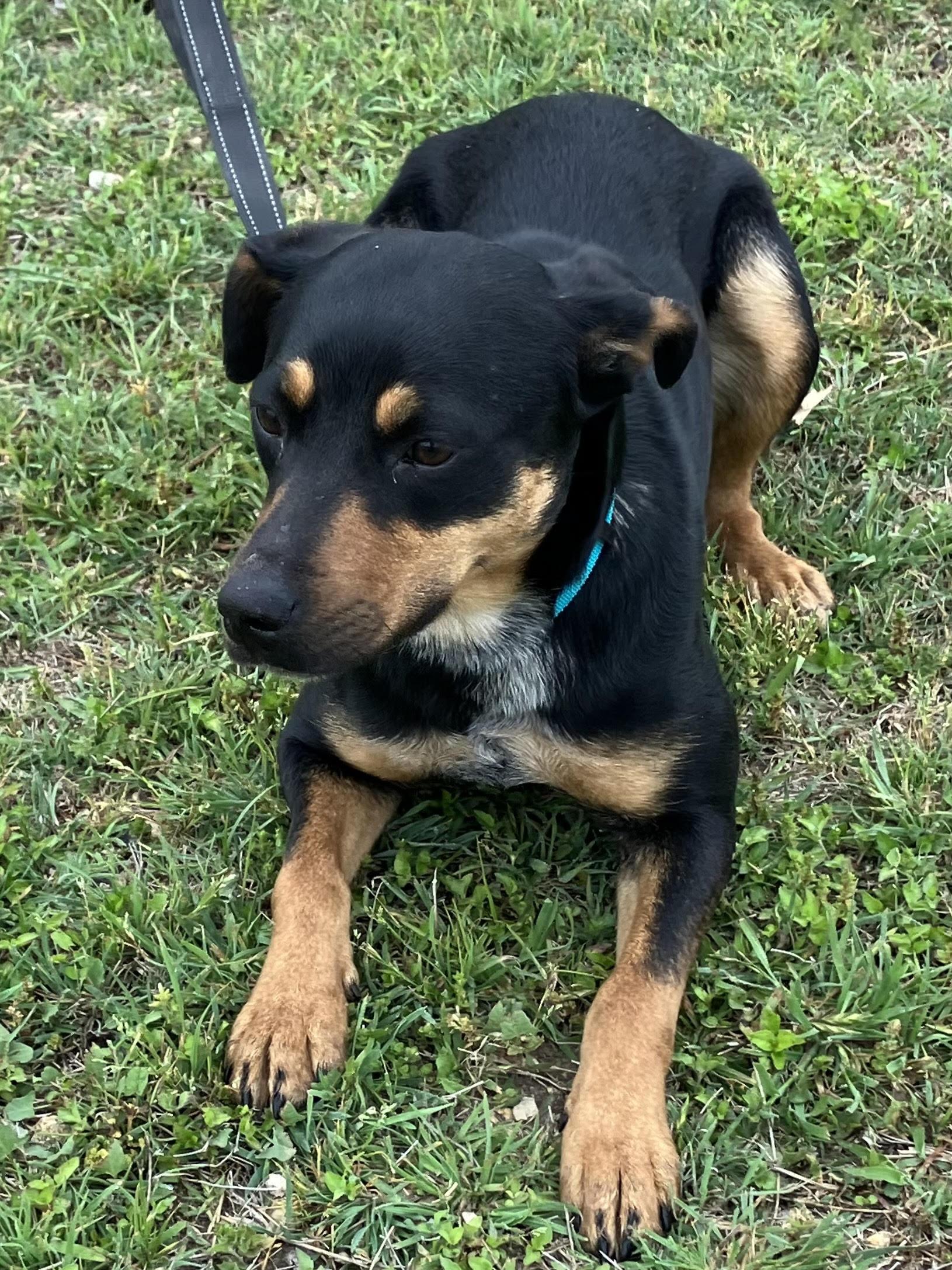 Enlarge TAMARA-Awesome Animal, a Adopted mixed breed in Hamilton, TX image 2/6