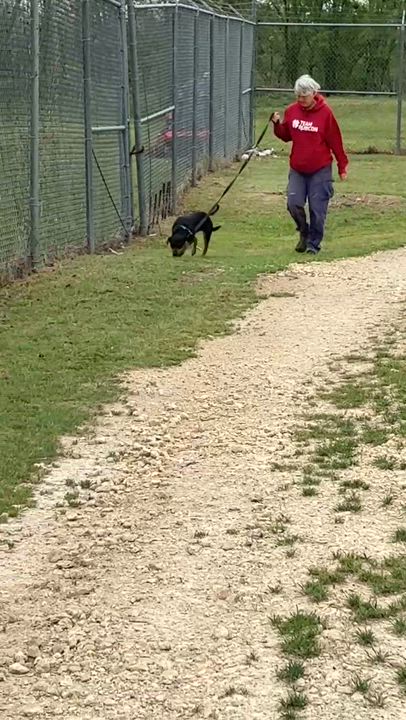 Enlarge TAMARA-Awesome Animal, a Adopted mixed breed in Hamilton, TX video 6/6