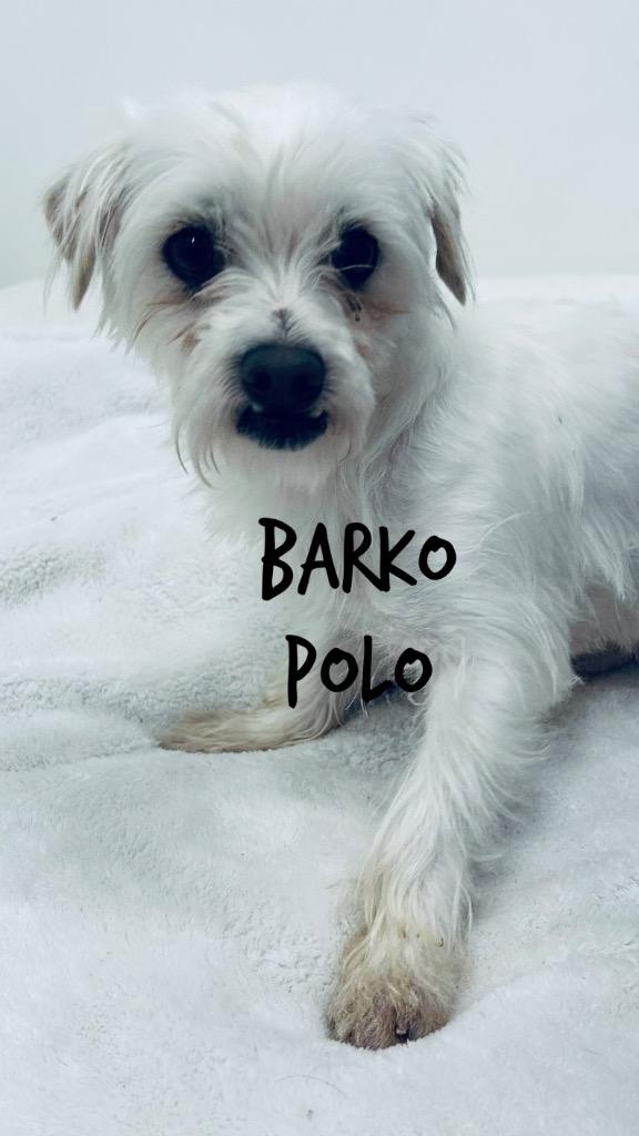 Barko Polo, Adoptable, Adult Male Lhasa Apso.