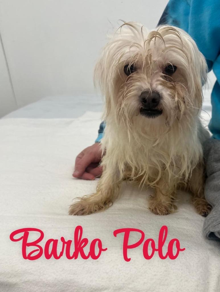 Enlarge Barko Polo, a Adoptable Lhasa Apso in Jacksonville, IL image 2/2