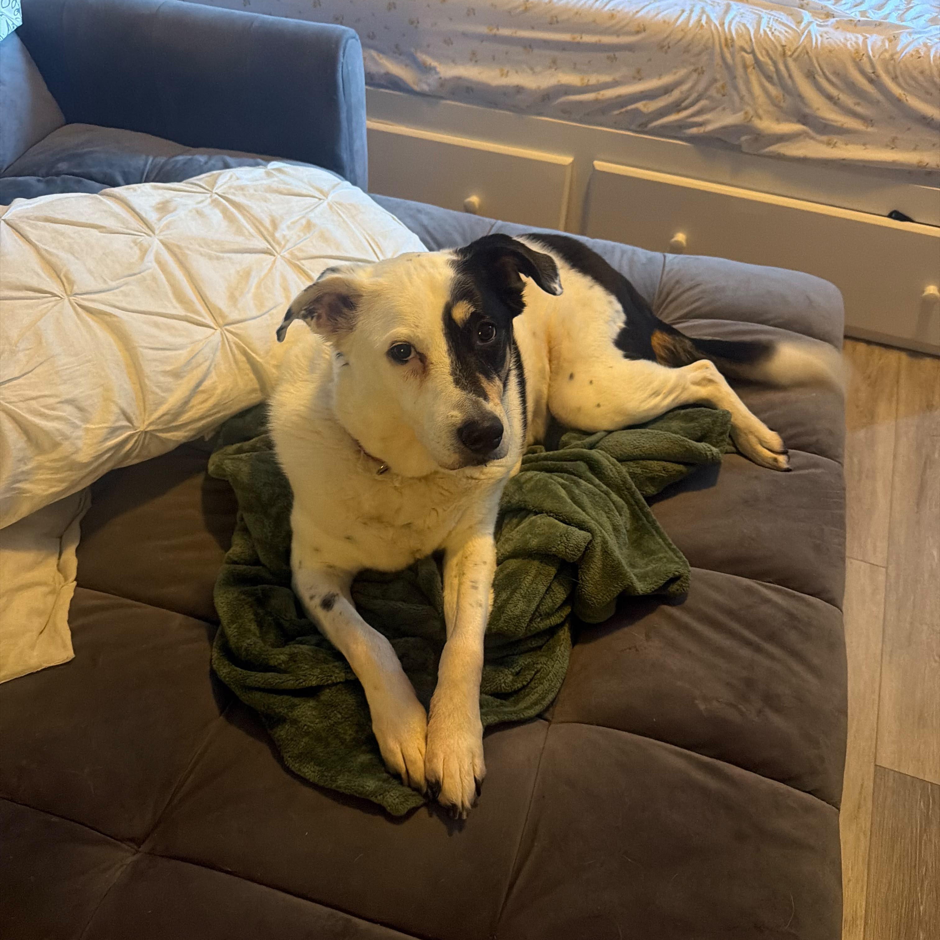 Gina, a ADOPTABLE Border Terrier in New York, NY image 2/6