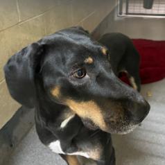 Chella, Adoptable, Adult Female Hound.