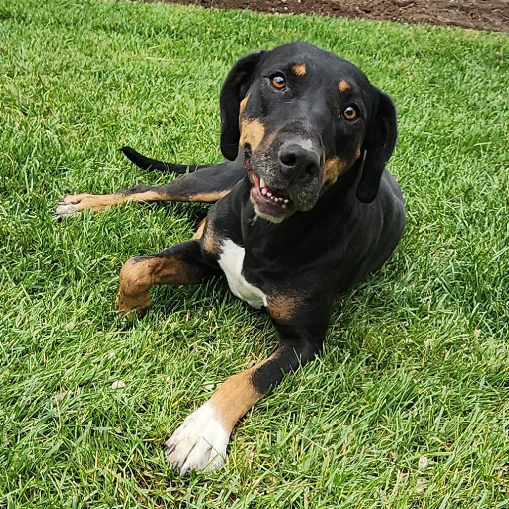 Enlarge Chella, a Adoptable mixed breed in Cedaredge, CO image 2/4