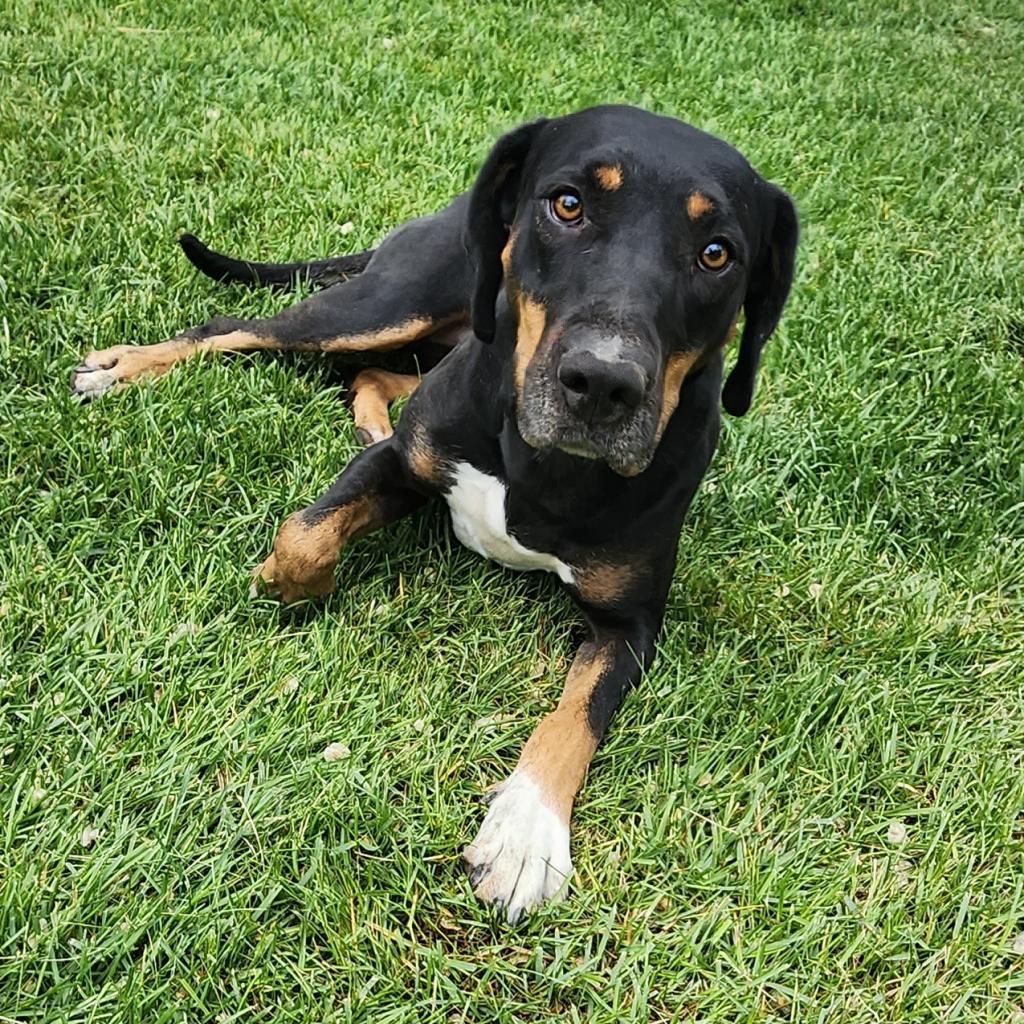 Enlarge Chella, a Adoptable mixed breed in Cedaredge, CO image 3/4