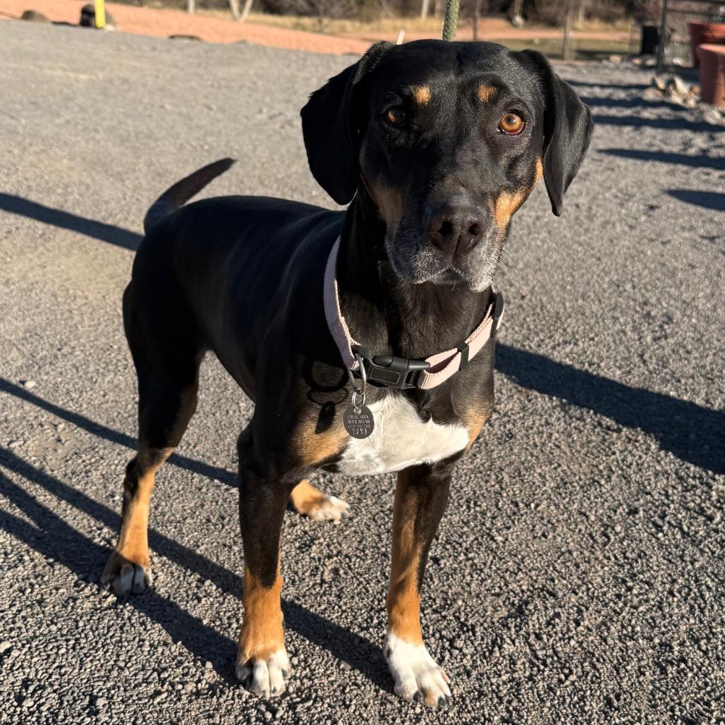 Enlarge Chella, a Adoptable mixed breed in Cedaredge, CO image 4/6