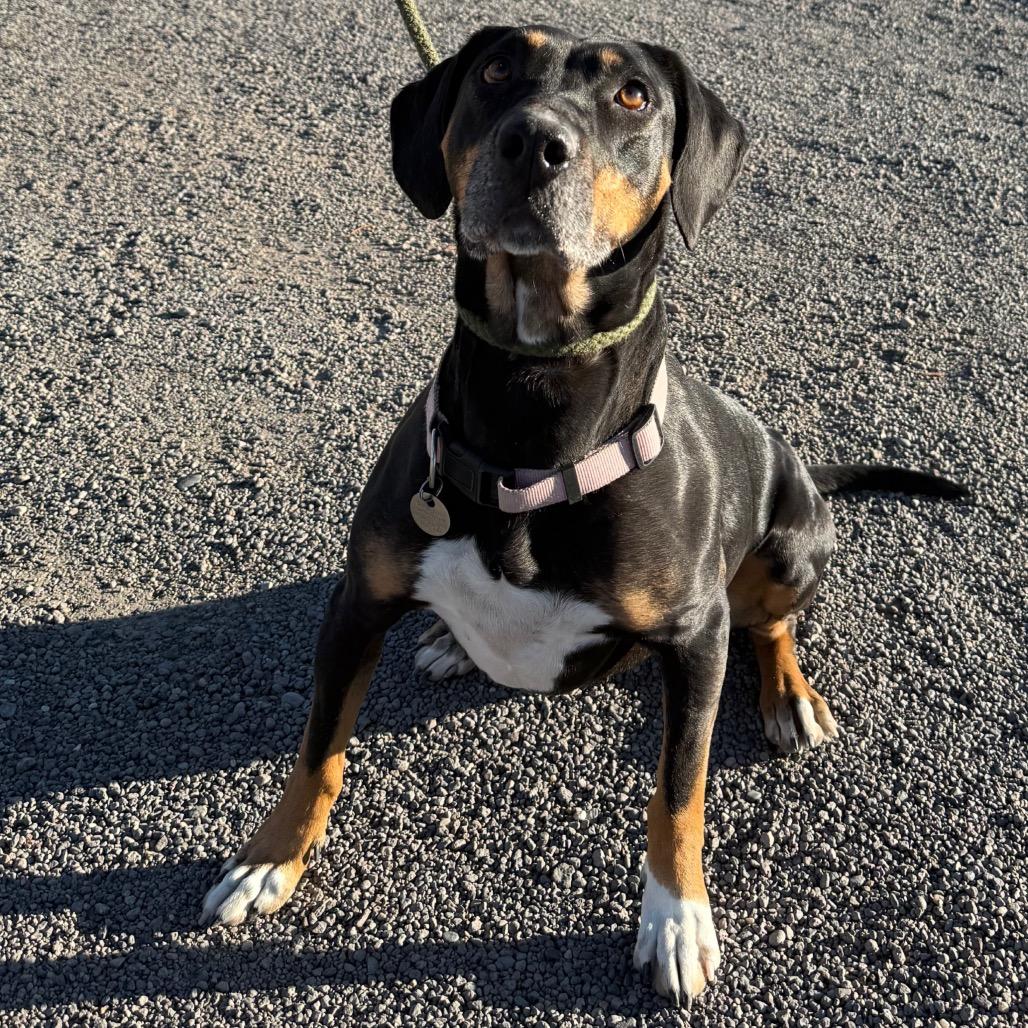 Enlarge Chella, a Adoptable mixed breed in Cedaredge, CO image 6/6