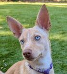 Enlarge Jasmine D6068, a Adoptable mixed breed in Fremont, CA image 1/2