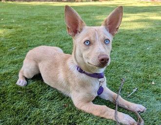 Enlarge Jasmine D6068, a Adoptable mixed breed in Fremont, CA image 2/2