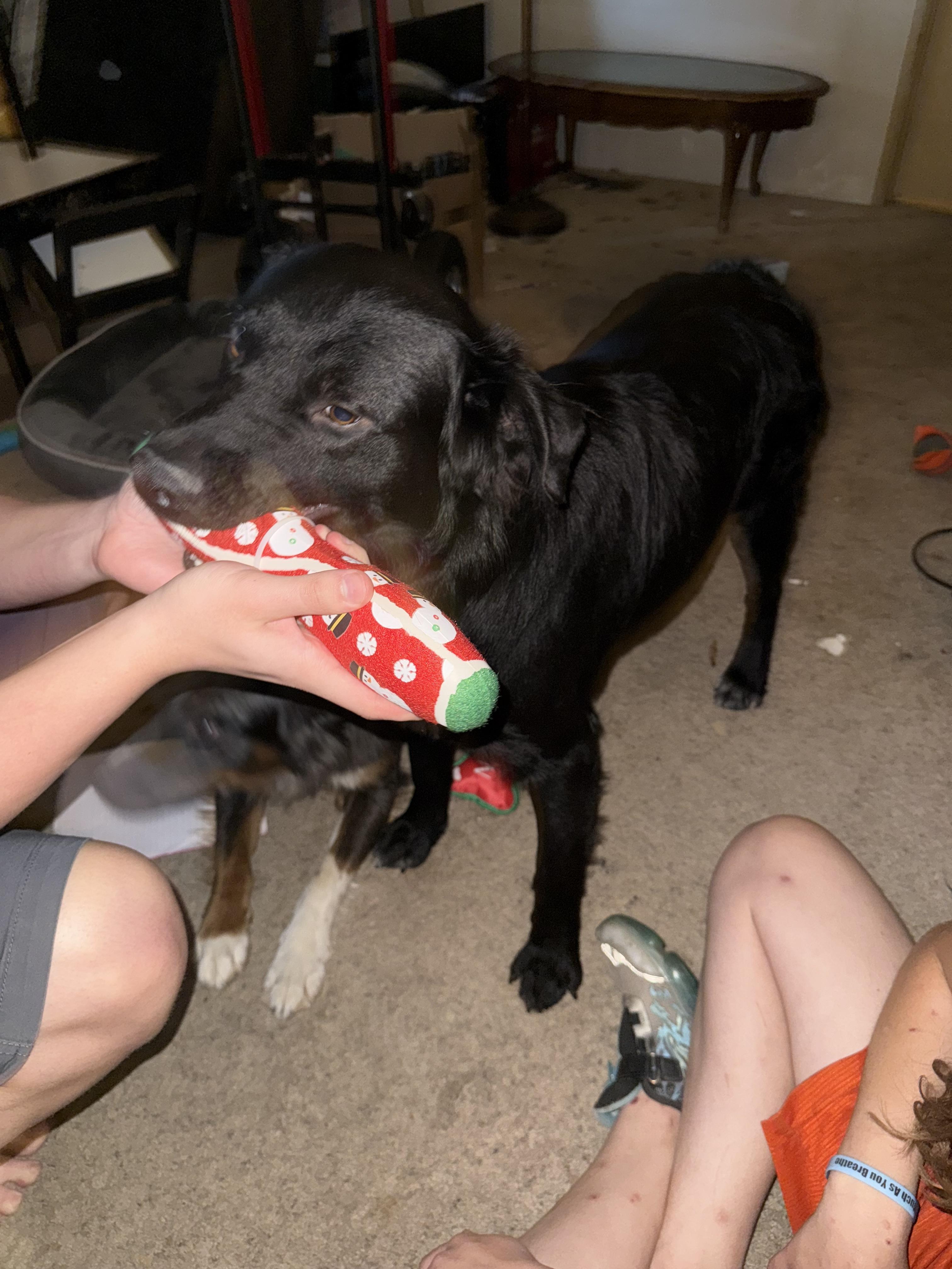 Po, Adoptable, Adult Female Australian Shepherd & Rottweiler.