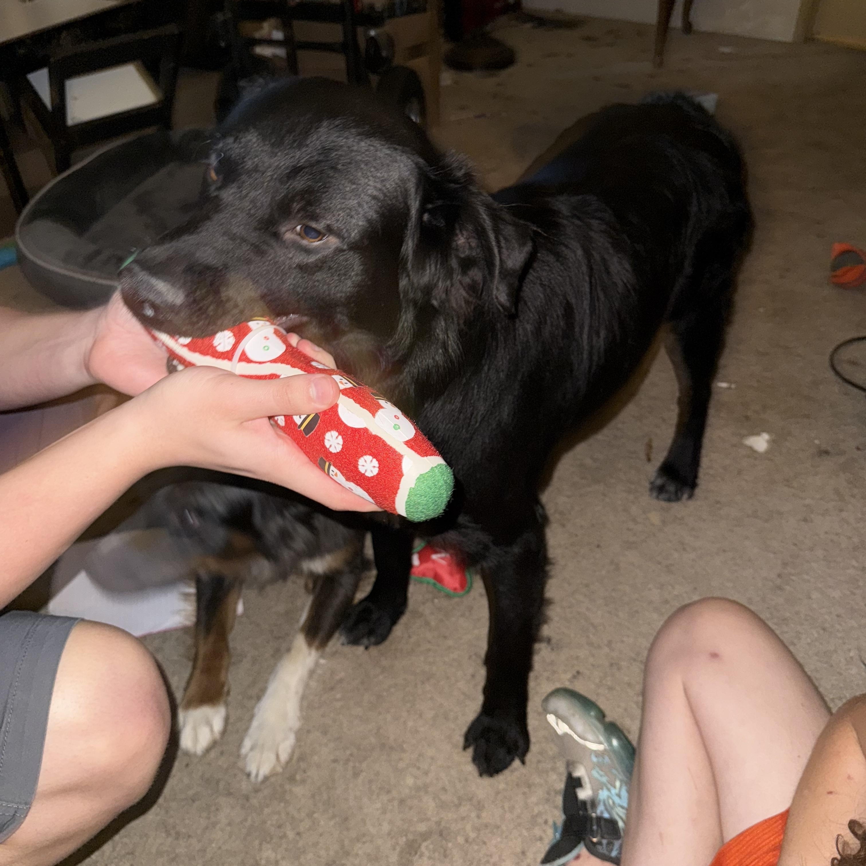 Enlarge Po, a Adoptable mixed breed in Klamath Falls, OR image 2/3