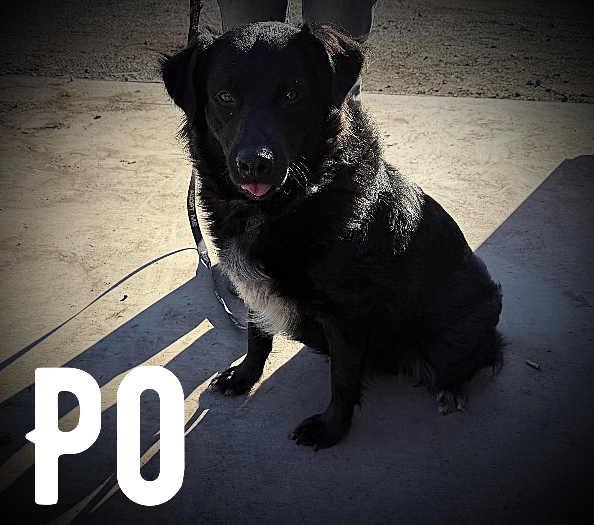Po, Adoptable, Adult Male Australian Shepherd & Rottweiler.