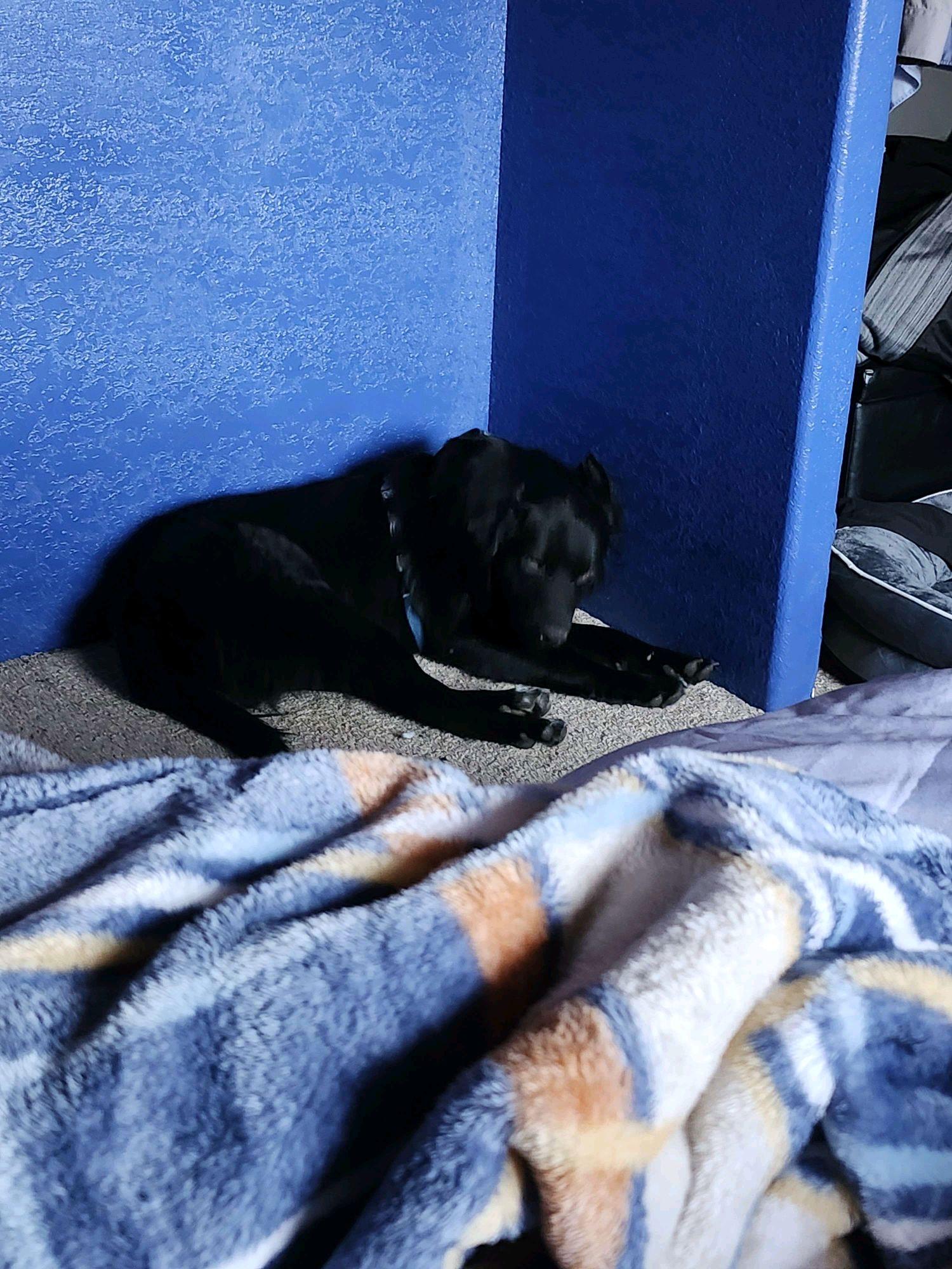 Enlarge Po, a Adoptable mixed breed in Klamath Falls, OR image 3/3