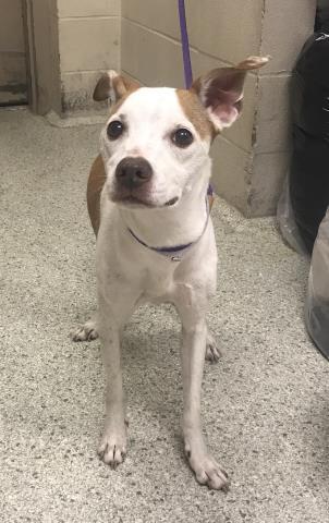 Enlarge MINNIE, a Adoptable mixed breed in Conroe, TX image 1/1