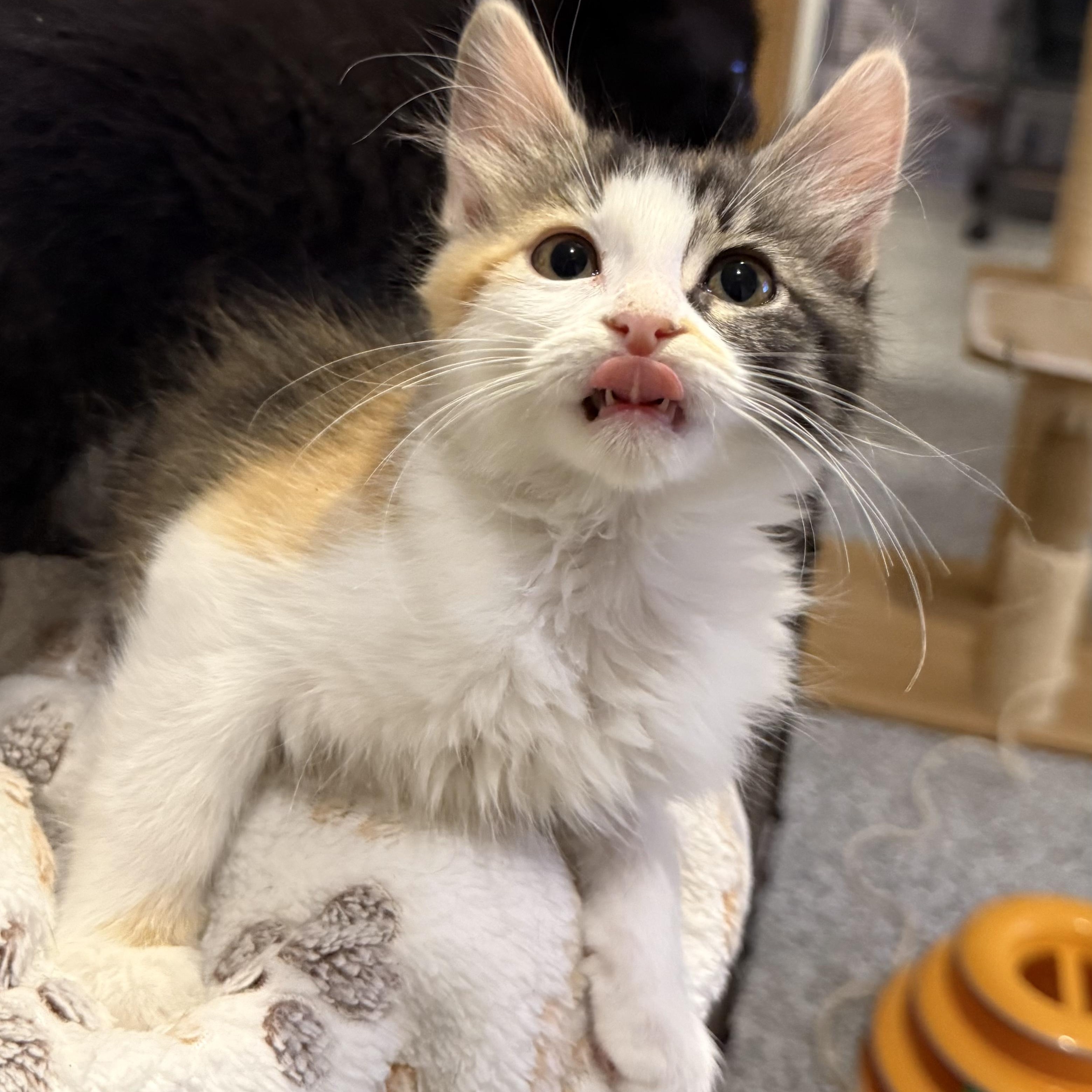 Enlarge Luna (bonded to Nori), a Adoptable Domestic Medium Hair in Austin, TX image 2/3