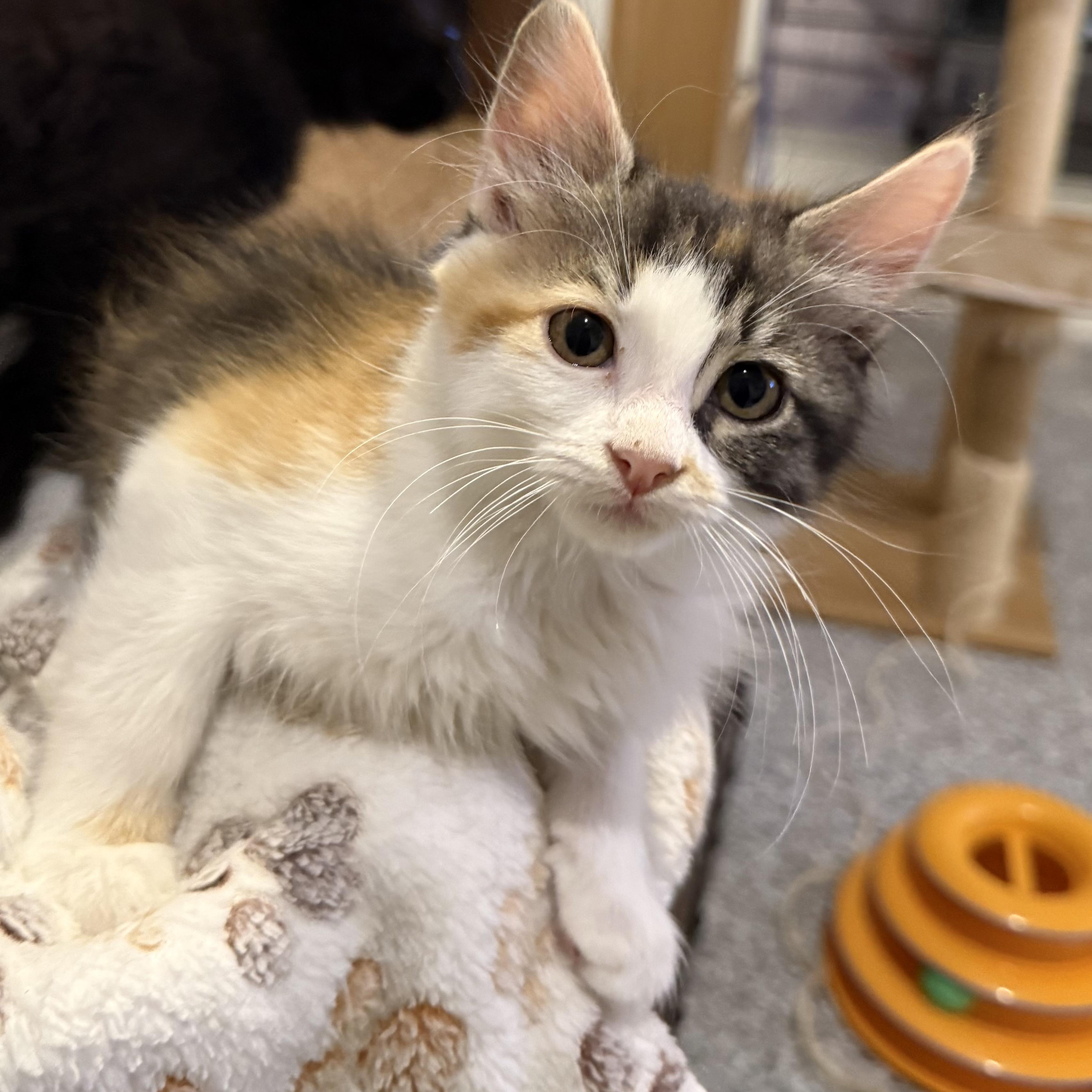 Luna (bonded to Nori), Adoptable, Kitten Female Domestic Medium Hair.