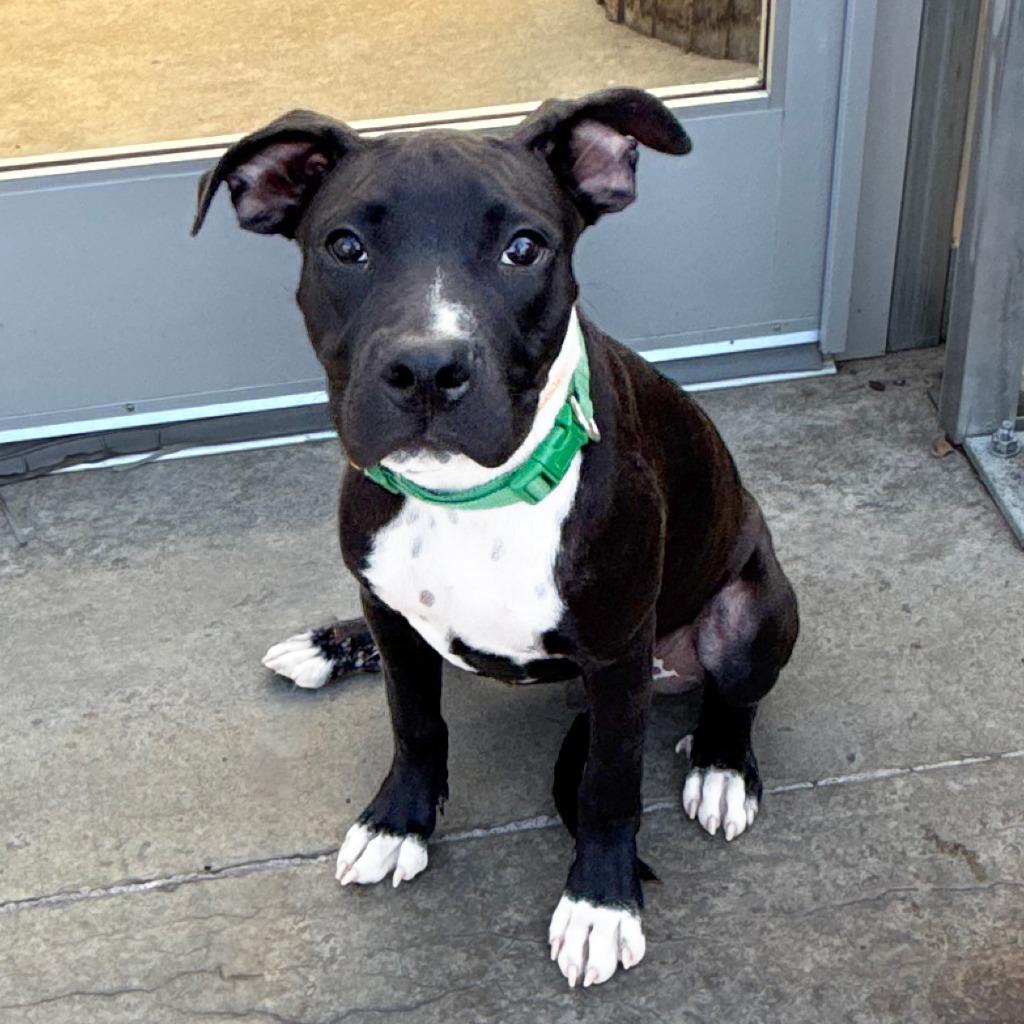 Clyde, Adoptable, Puppy Male Great Pyrenees & Pit Bull Terrier.
