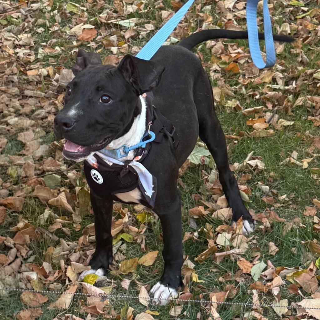 Enlarge Clyde, a Adoptable mixed breed in Little Rock, AR image 2/5