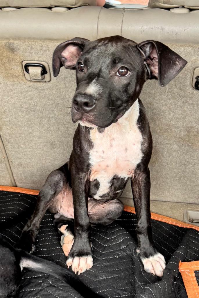 Enlarge Clyde, a Adoptable mixed breed in Little Rock, AR image 4/5