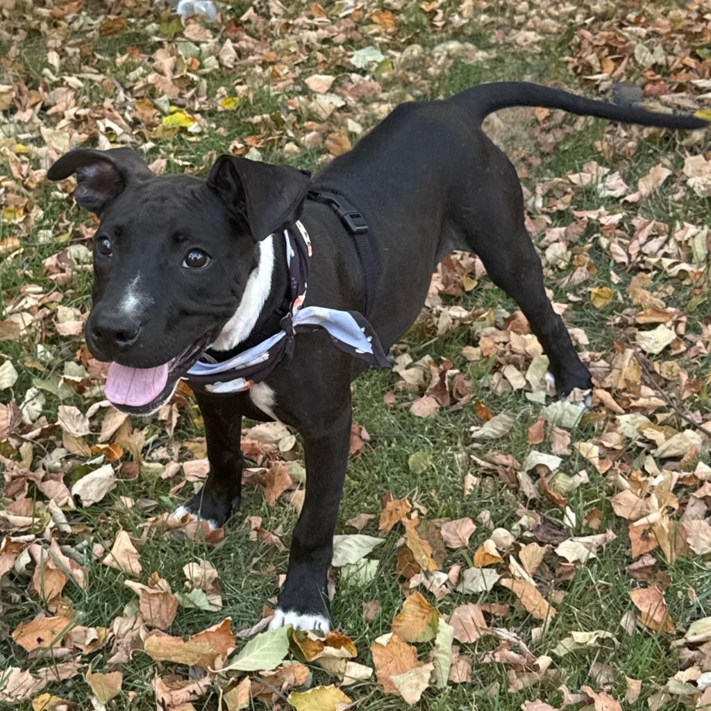 Enlarge Clyde, a Adoptable mixed breed in Little Rock, AR image 5/5