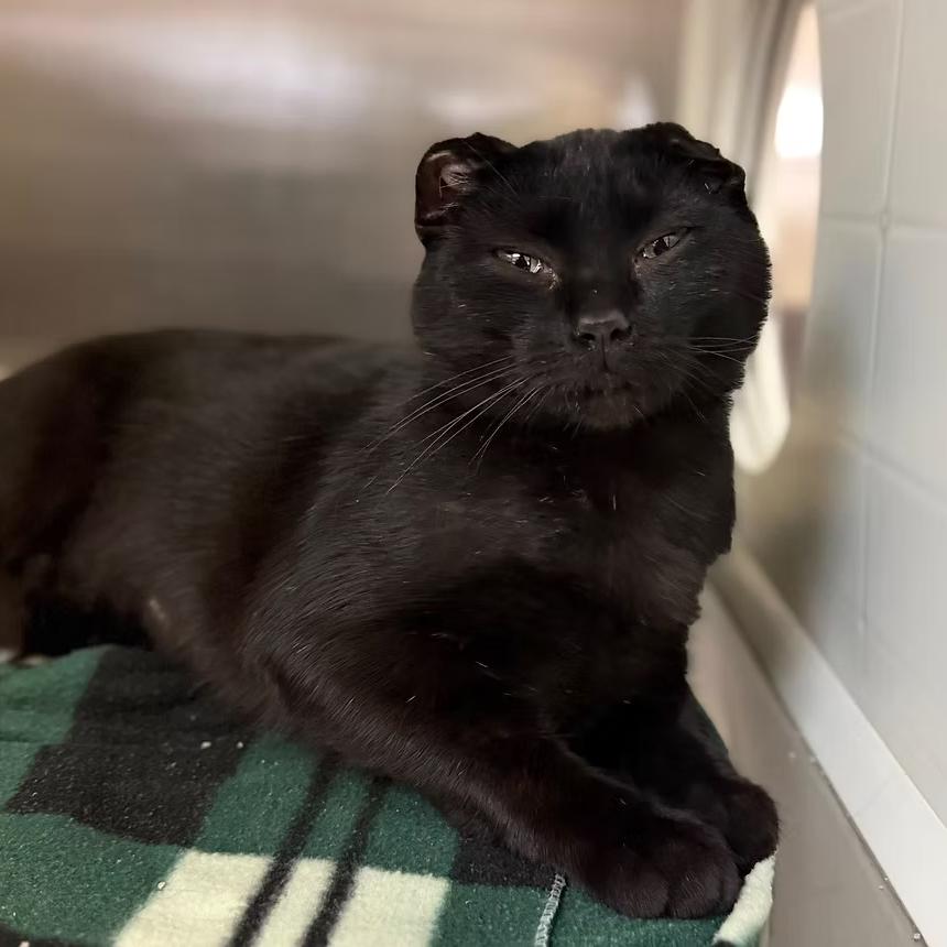 Chai, Adoptable, Young Female Domestic Short Hair.