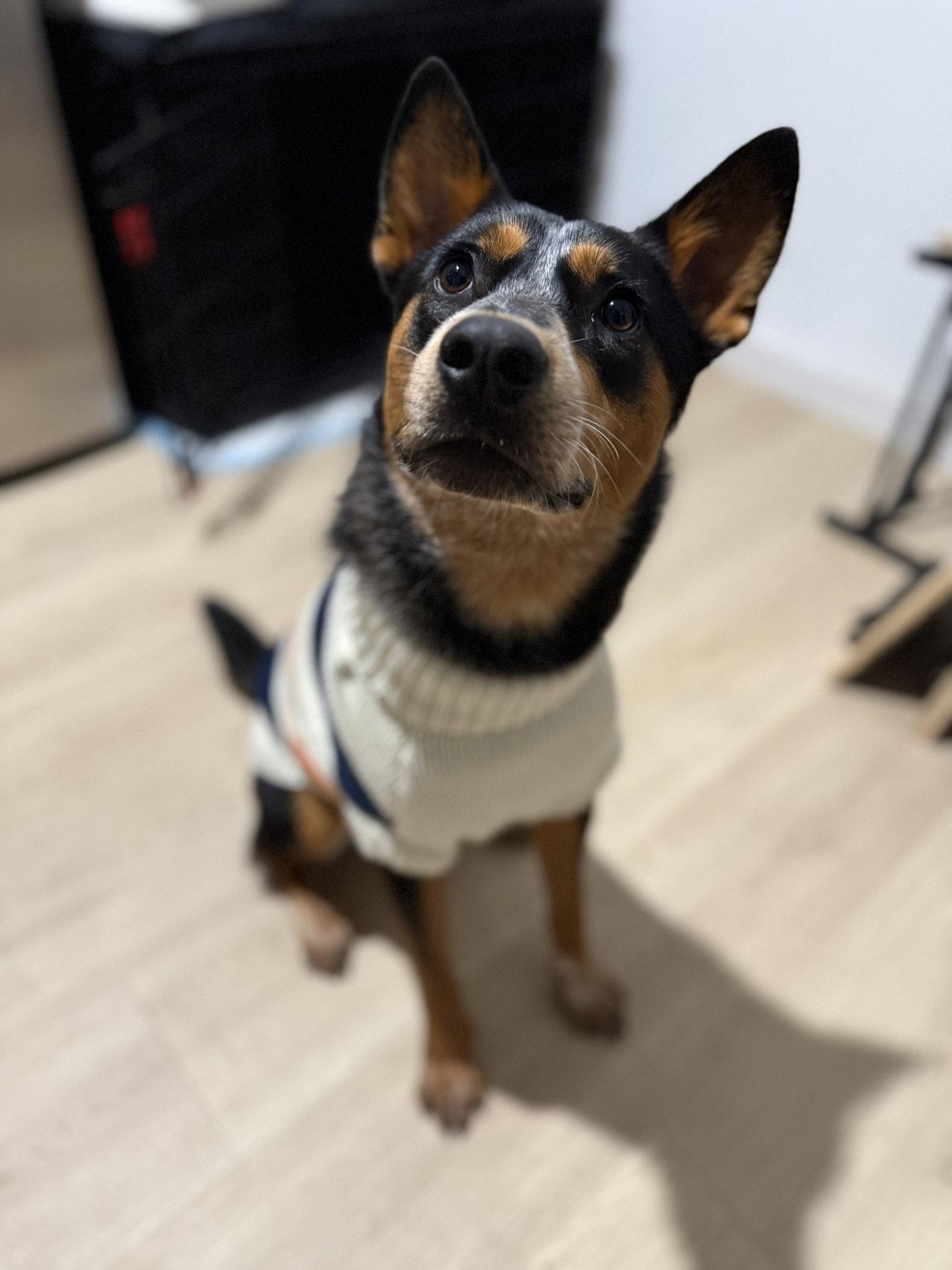 Enzo, Adoptable, Young Male Australian Shepherd & Australian Cattle Dog / Blue Heeler.