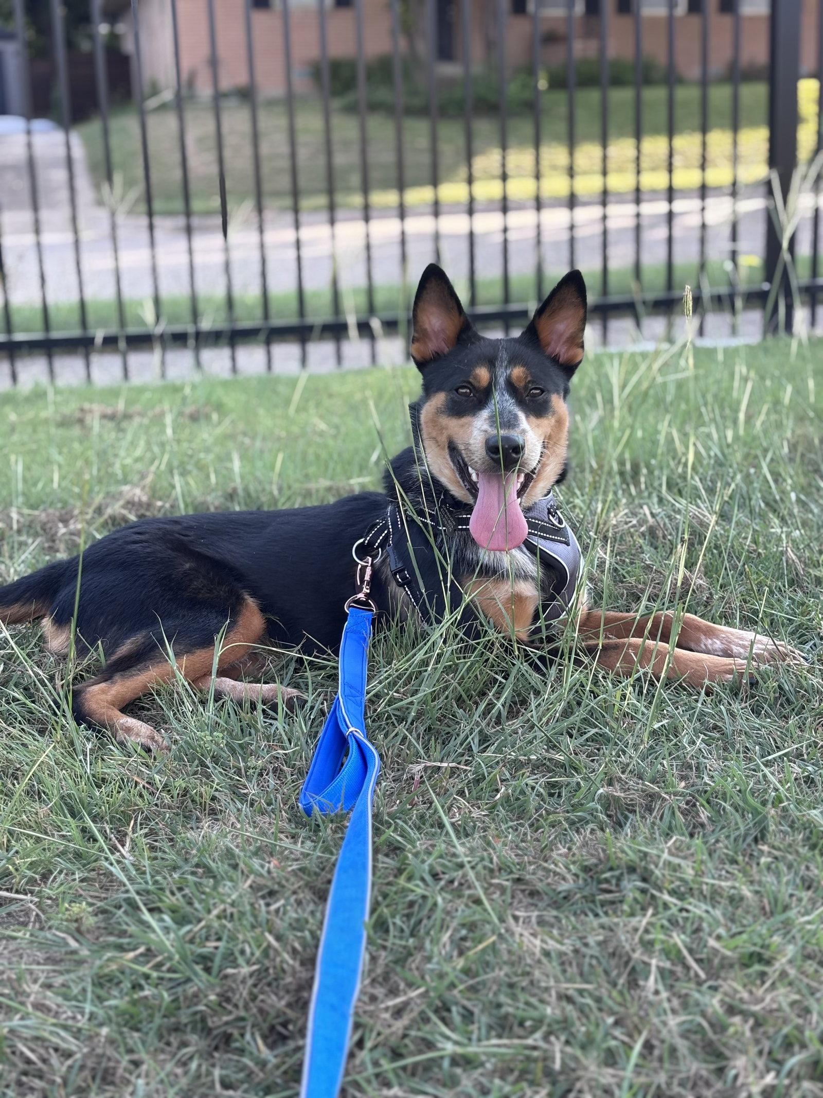 Enlarge Enzo, a Adoptable mixed breed in Dallas, TX image 3/3