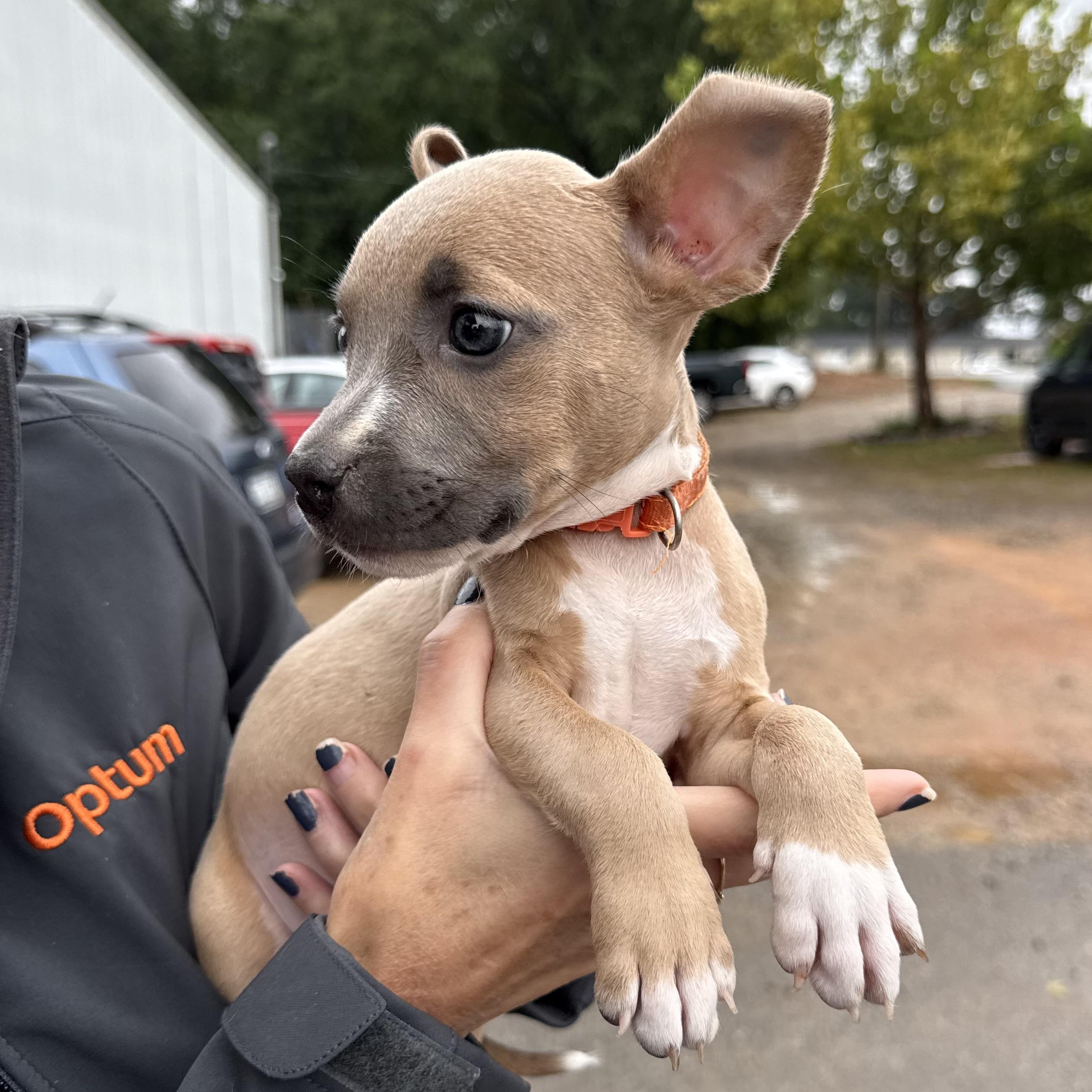 Enlarge Florence, a Adoptable mixed breed in Port Byron , NY image 3/5