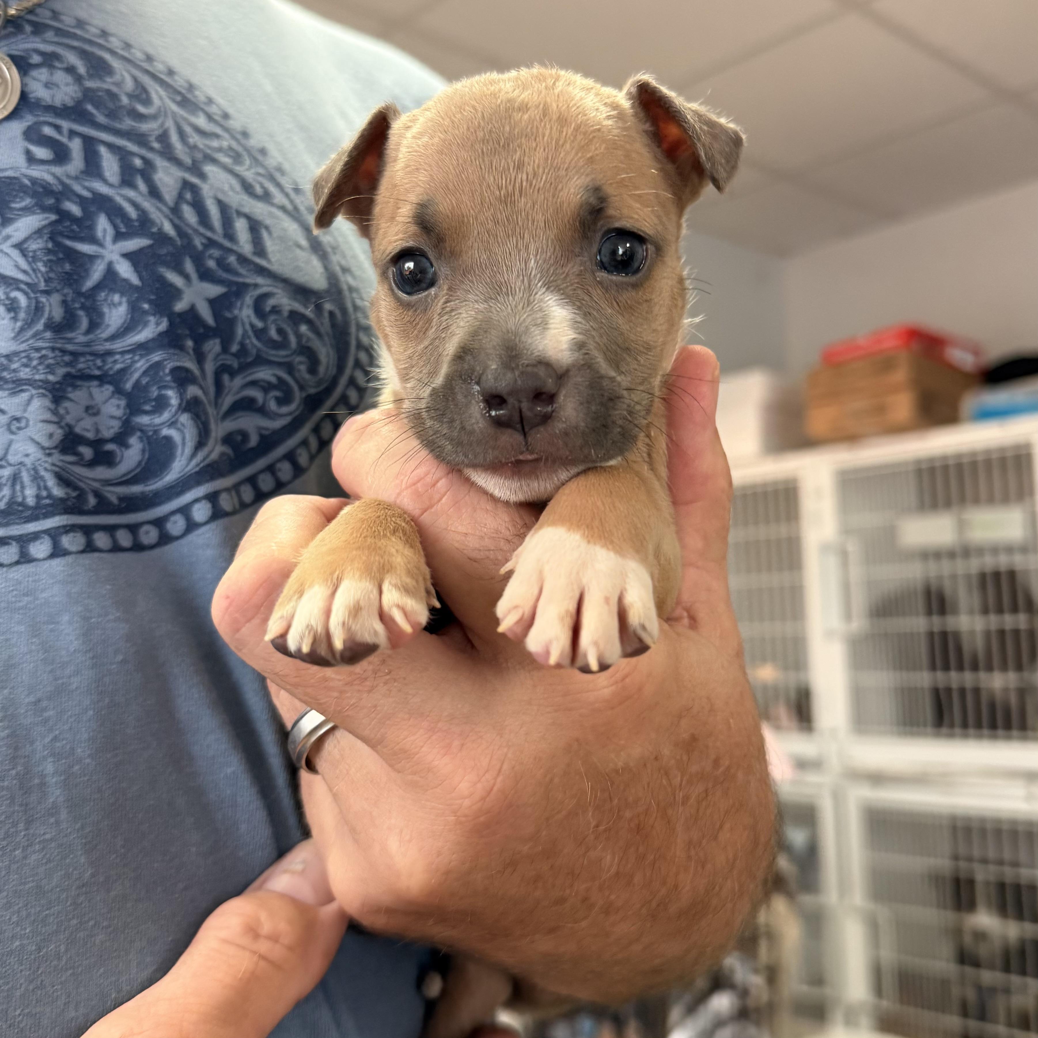 Enlarge Florence, a Adoptable mixed breed in Port Byron , NY image 5/5