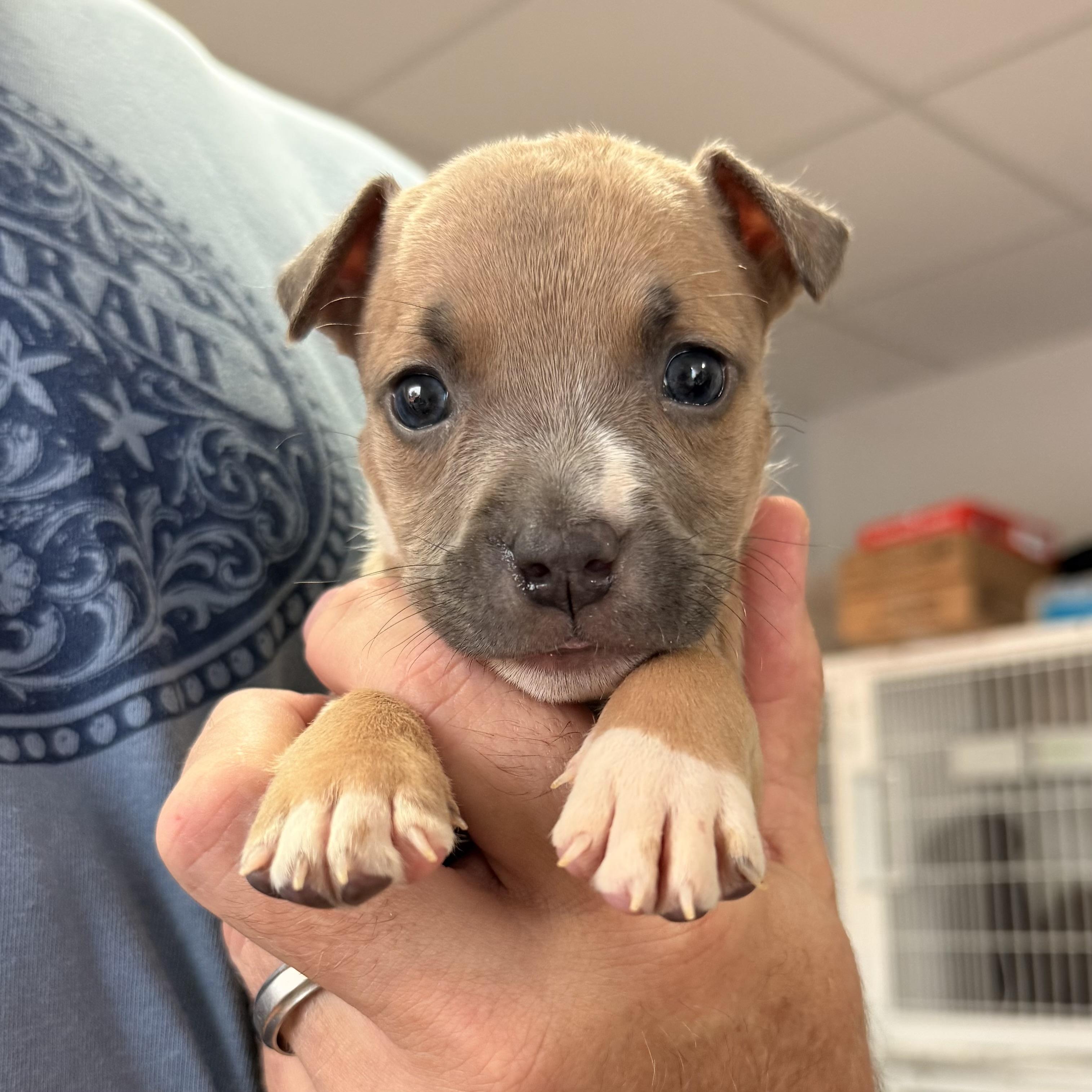 Enlarge Florence, a Adoptable mixed breed in Port Byron , NY image 4/5