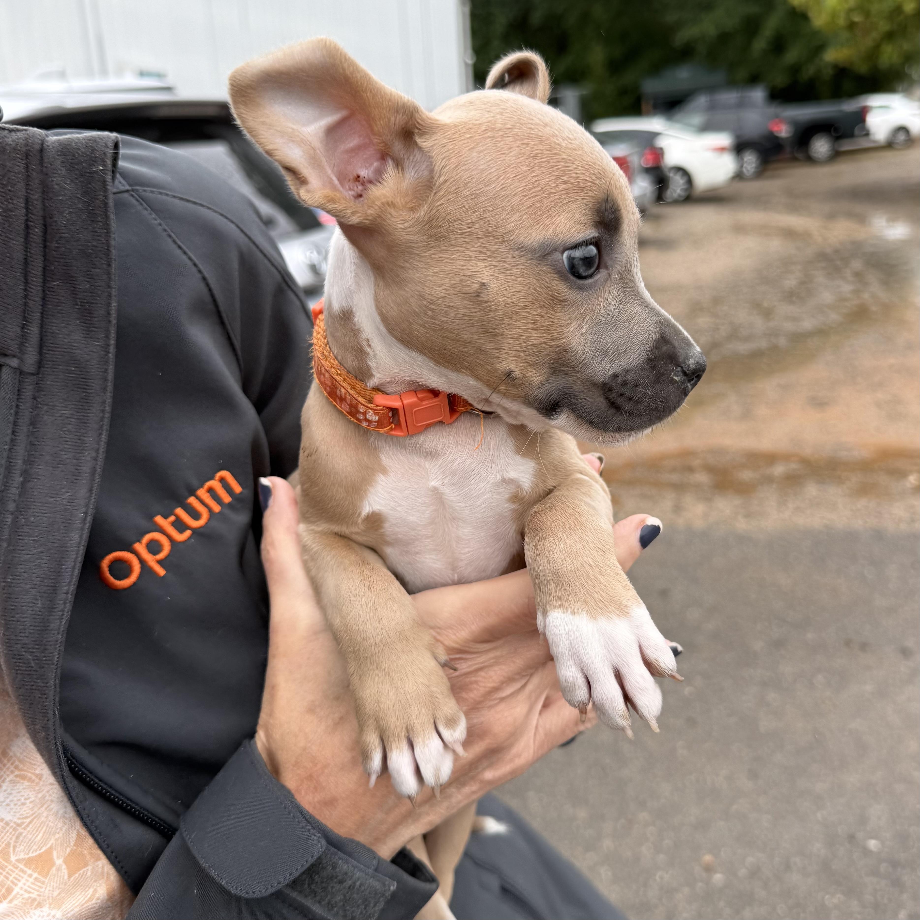 Enlarge Florence, a Adoptable mixed breed in Port Byron , NY image 2/5