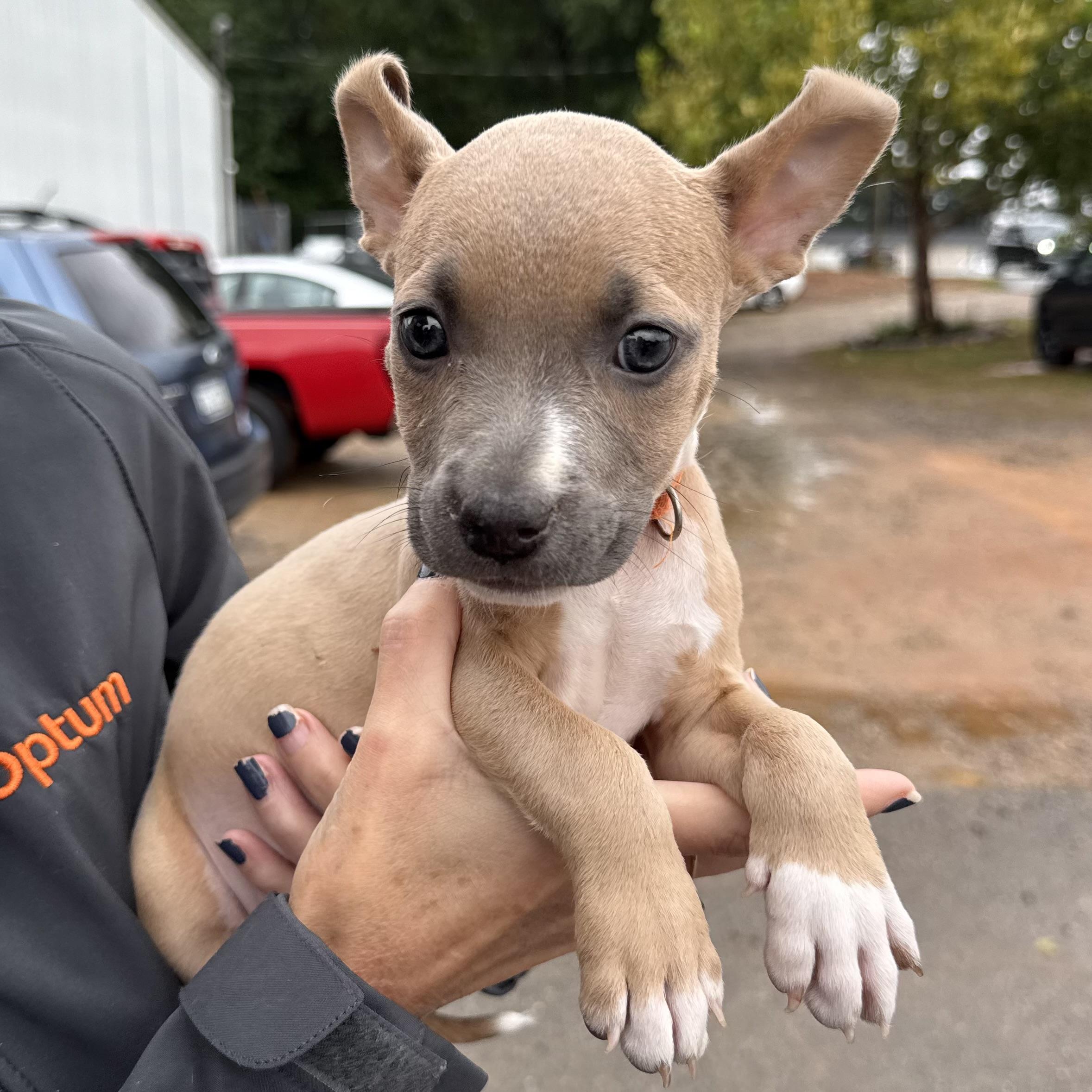 Enlarge Florence, a Adoptable mixed breed in Port Byron , NY image 1/5