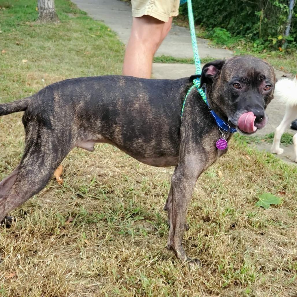 Marshall, Adoptable, Adult Male Mixed Breed.