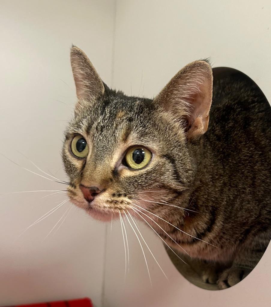 Enlarge Cheerio, a ADOPTABLE Domestic Short Hair in Frankfort, KY image 1/1