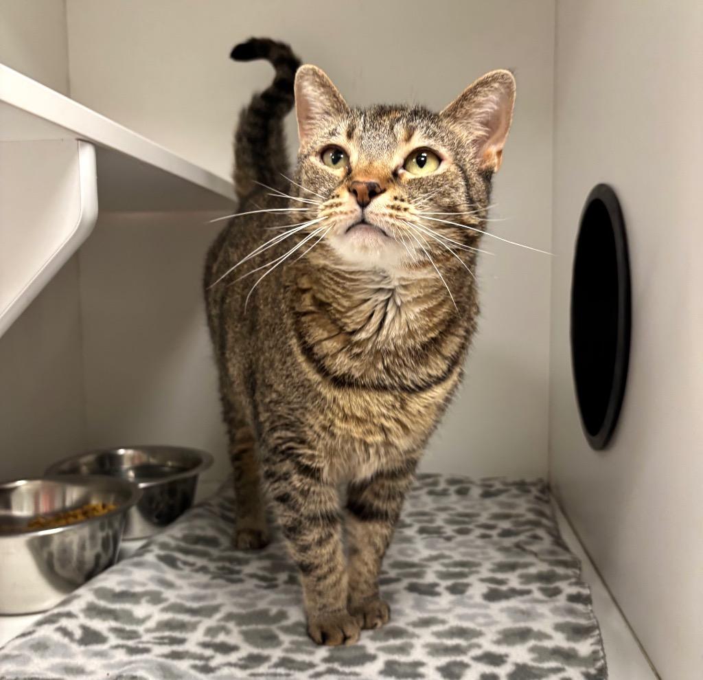 Cheerio, ADOPTABLE, Adult Female Domestic Short Hair.