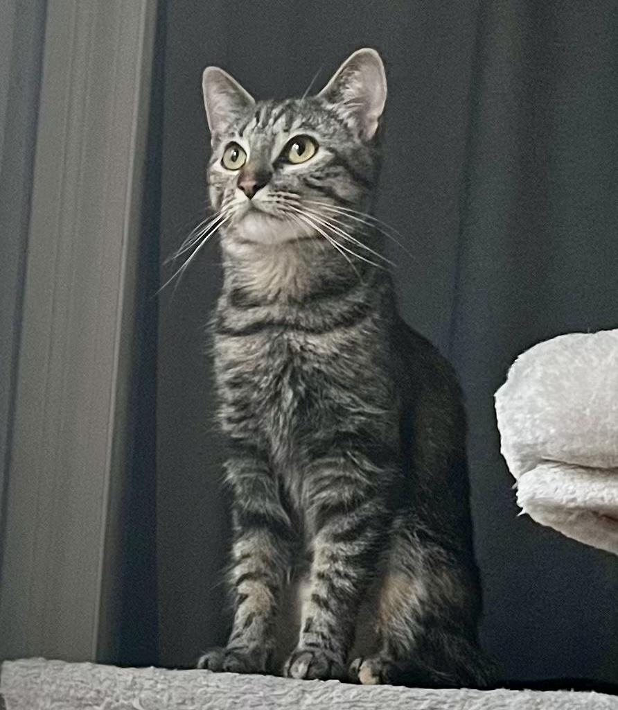 Enlarge Rosie, a ADOPTABLE Tabby in Bethel, CT image 5/6