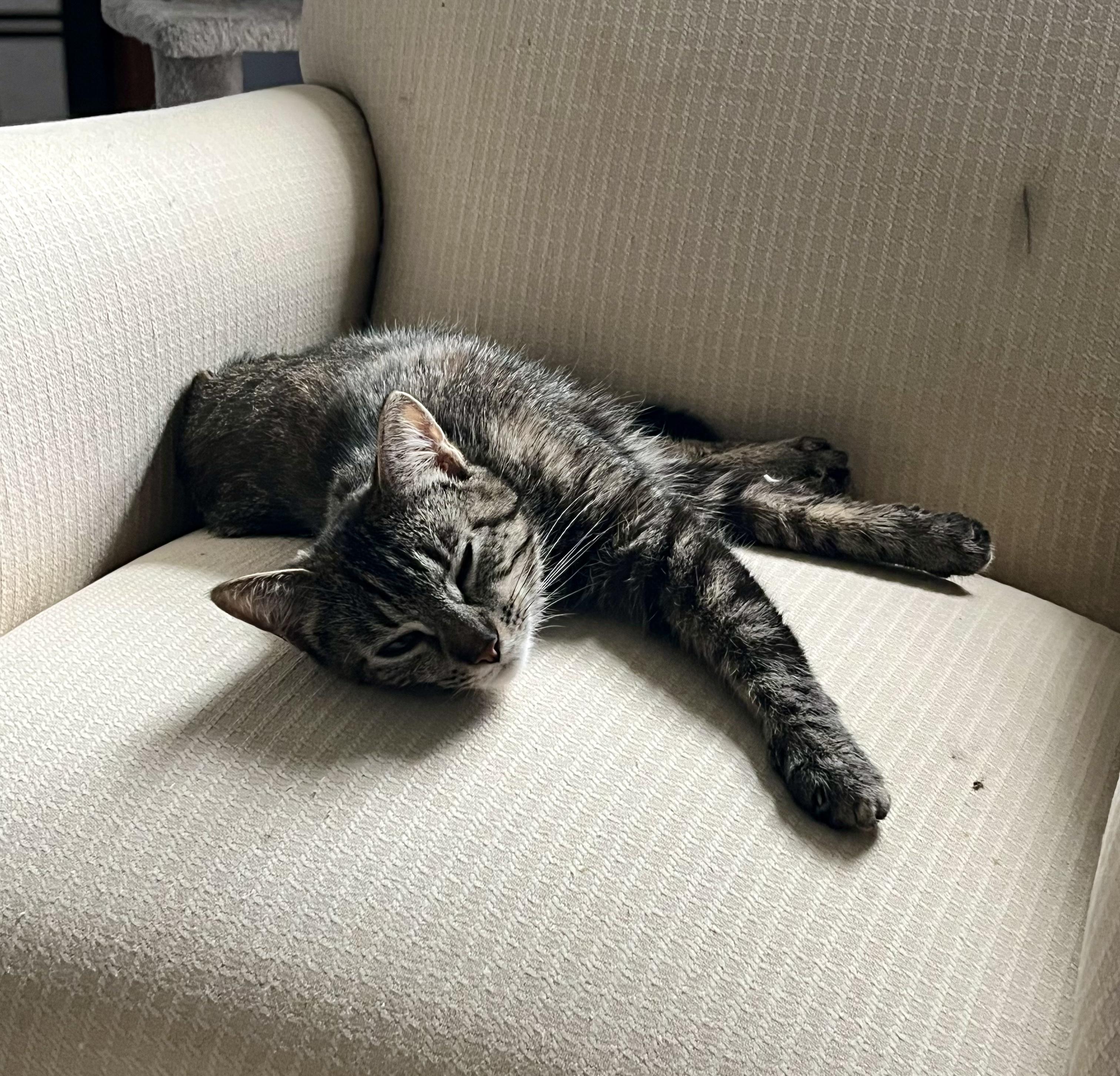 Enlarge Rosie, a ADOPTABLE Tabby in Bethel, CT image 4/6