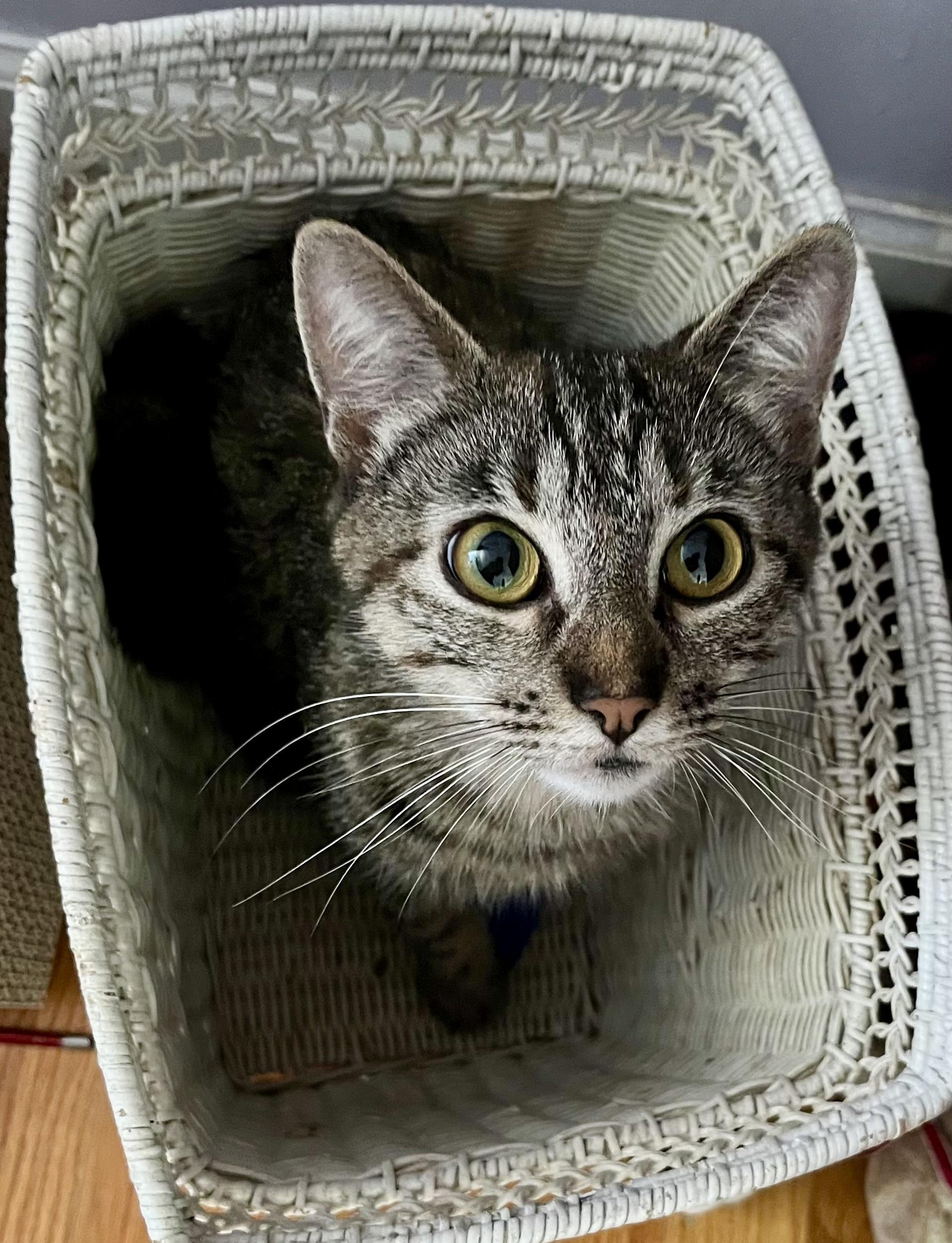 Enlarge Rosie, a ADOPTABLE Tabby in Bethel, CT image 2/6